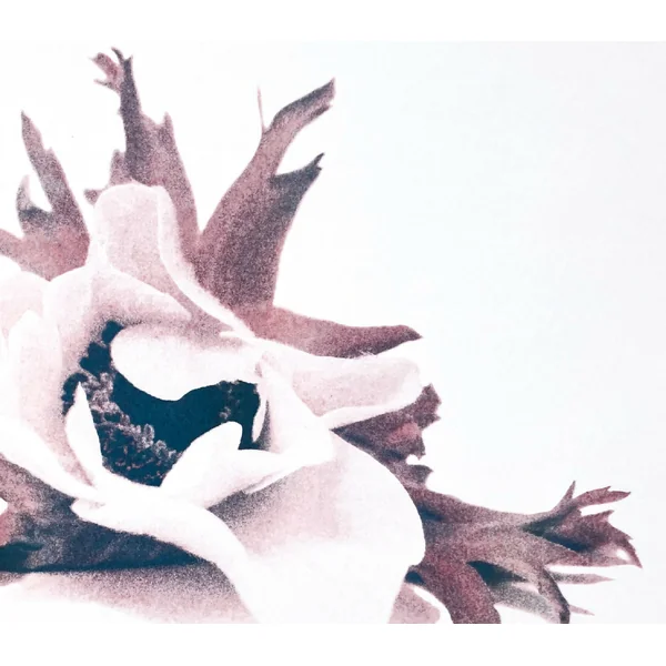 Affiche fleur - Anémone#2- riso-A3- 42 x 29,7 cm