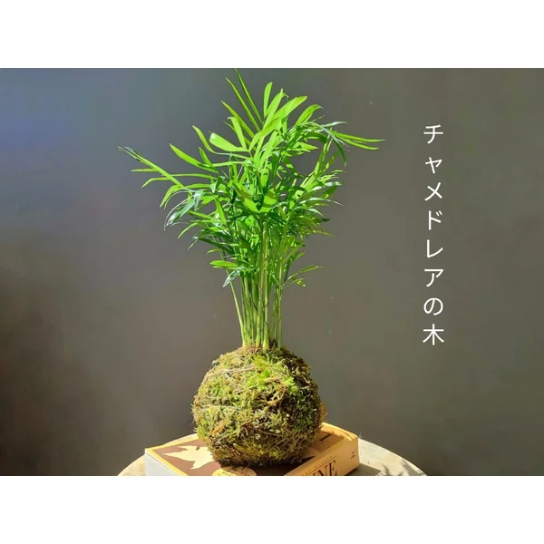 Kokedama Palmier - support au choix