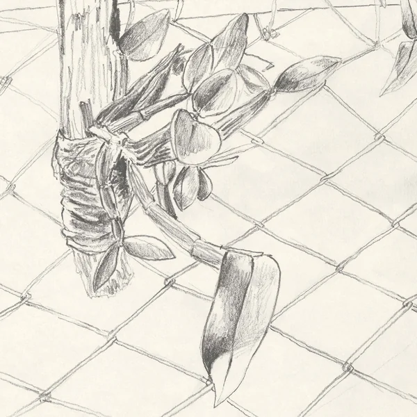 "La orchidea sobre la madera" - tirage d'art limité, numéroté et signé.