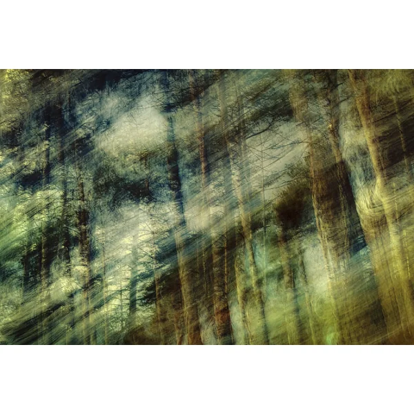 L'me des forêts #4