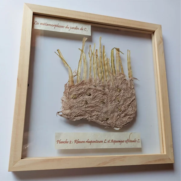 Papier legumes - les métamorphoses du jardin de C : Asperge et rhubarbe