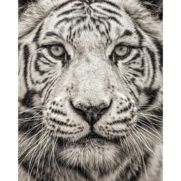 Portrait of a White Bengal Tiger (66x81cm image)