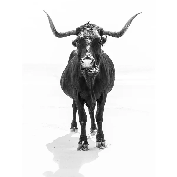 THE BULL